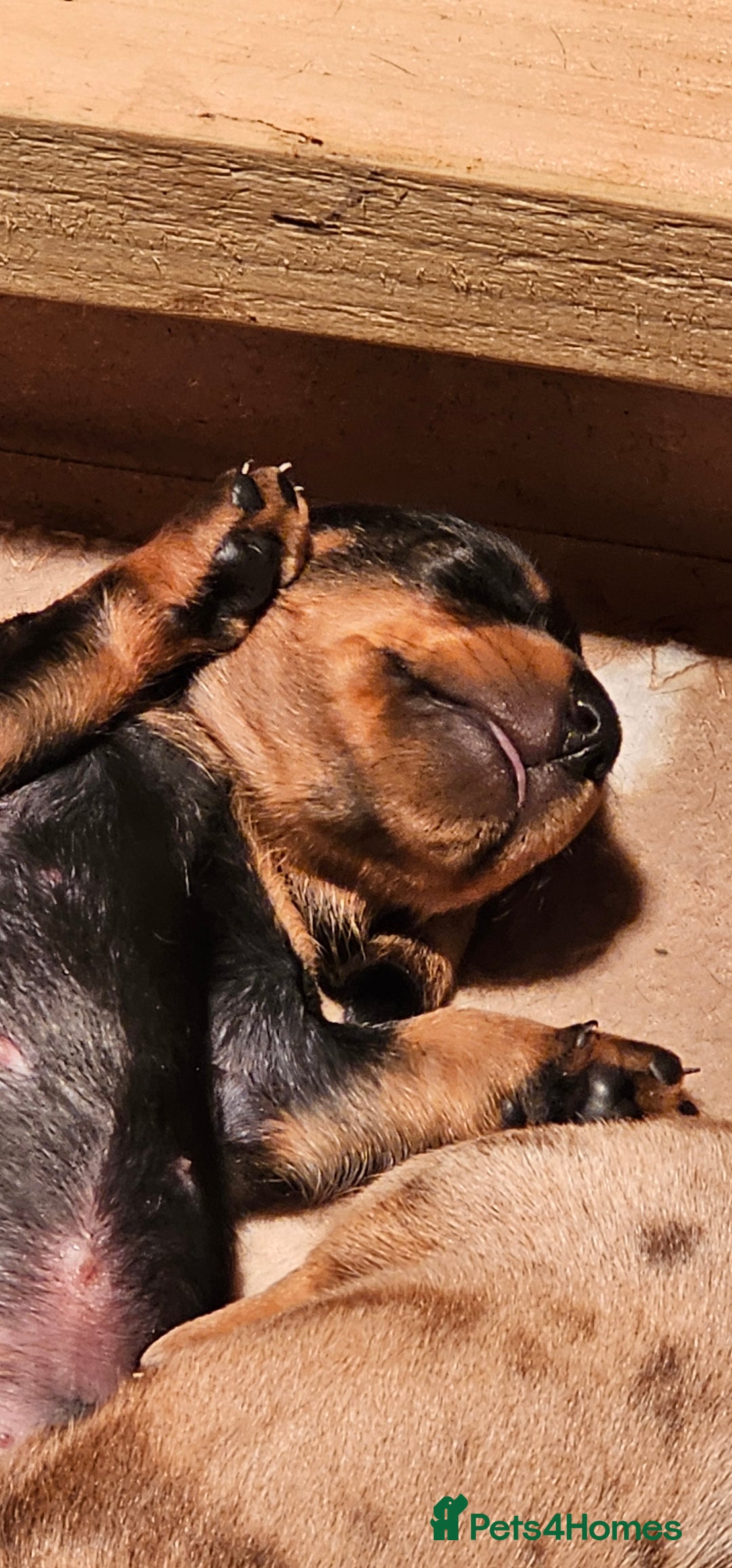 Miniature Dachshund dogs for sale: Miniature Daschund Puppies - Advert 2