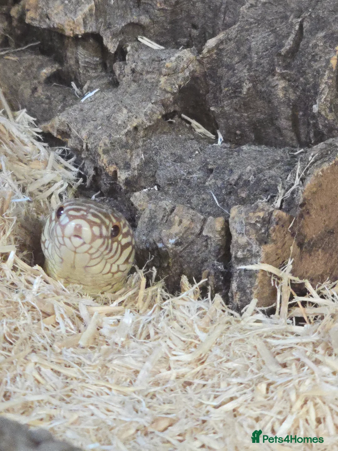 King Snake reptiles for sale: Two female Florida Brooks King Snakes - Advert 3