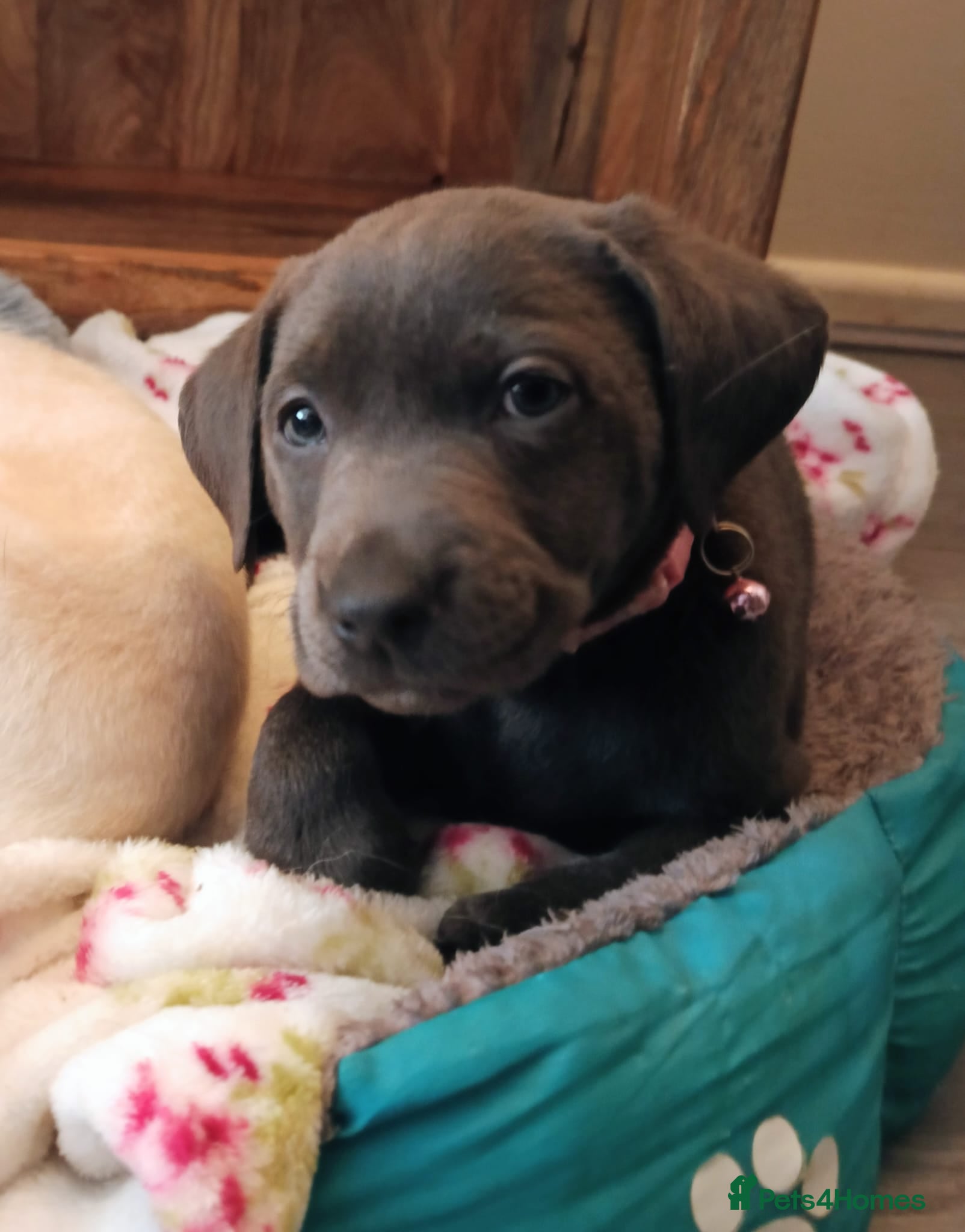 Labrador Retriever dogs Only 3 beautiful Labrador girls left now - Advert 10