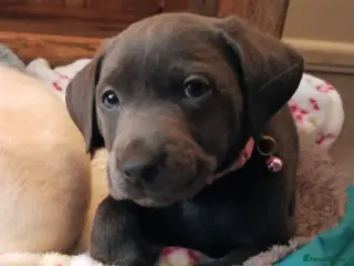 Labrador Retriever dogs Only 3 beautiful Labrador girls left now - Advert 10