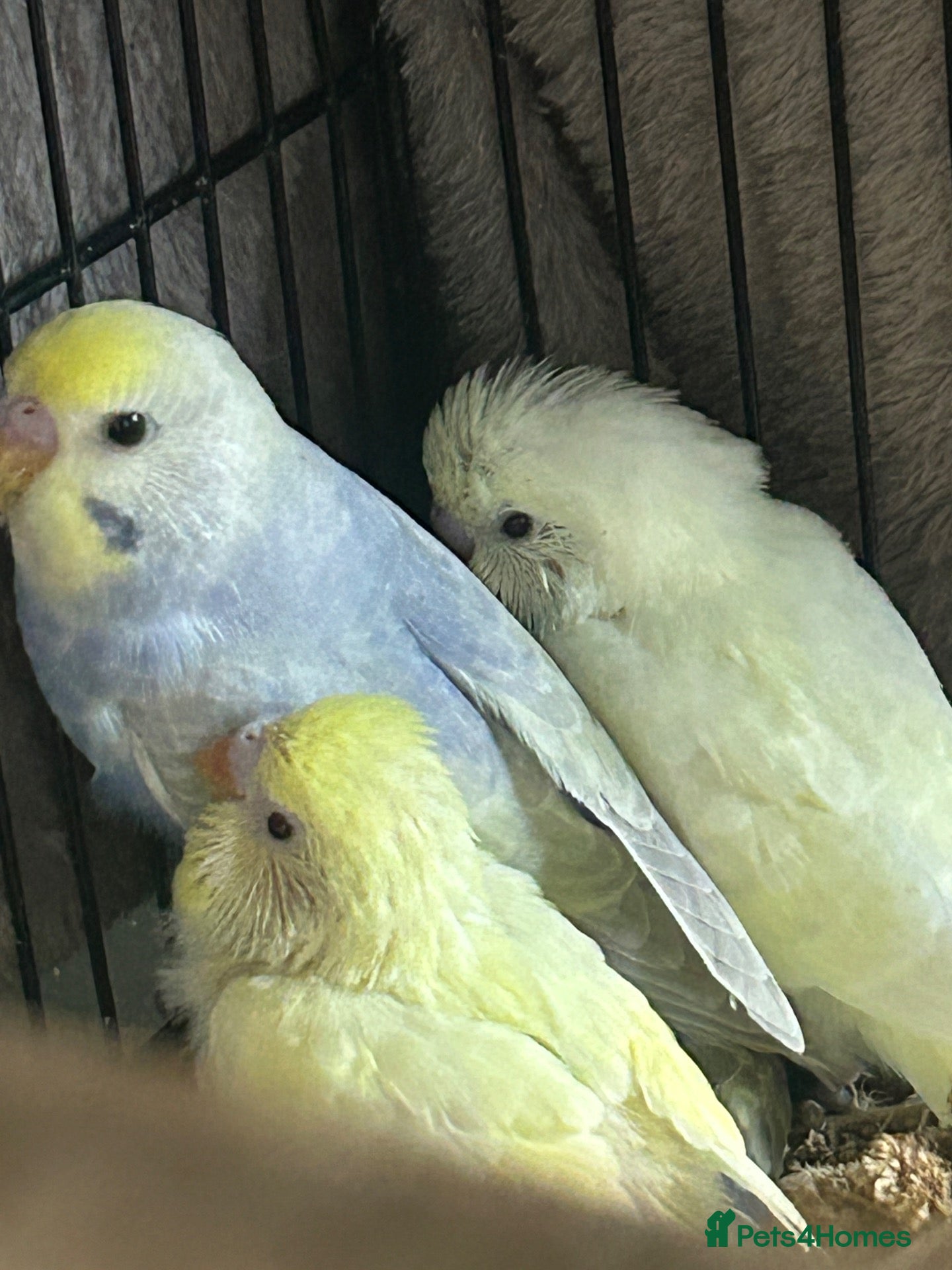 Budgerigars birds BEAUTIFUL BABY BUDGIES FOR SALE  - Advert 2