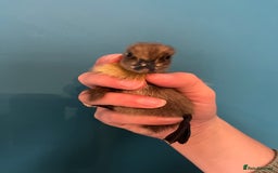 Ducks poultry for sale: Runner ducklings - Image 11