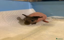 Guinea Pig rodents for sale: Skinny Pigs and Skinny Carriers - Image 2