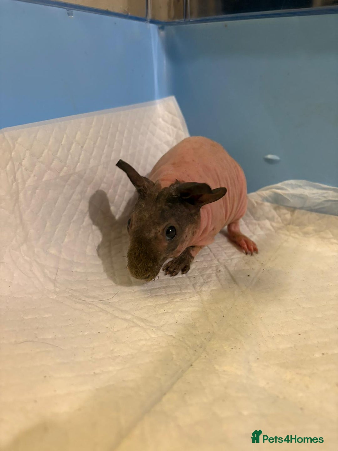 Guinea Pig rodents for sale: Skinny Pigs and Skinny Carriers - Image 2