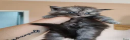 Maine Coon cats for sale: Pure Maine coons kittens ❤️❤️  - Advert 3