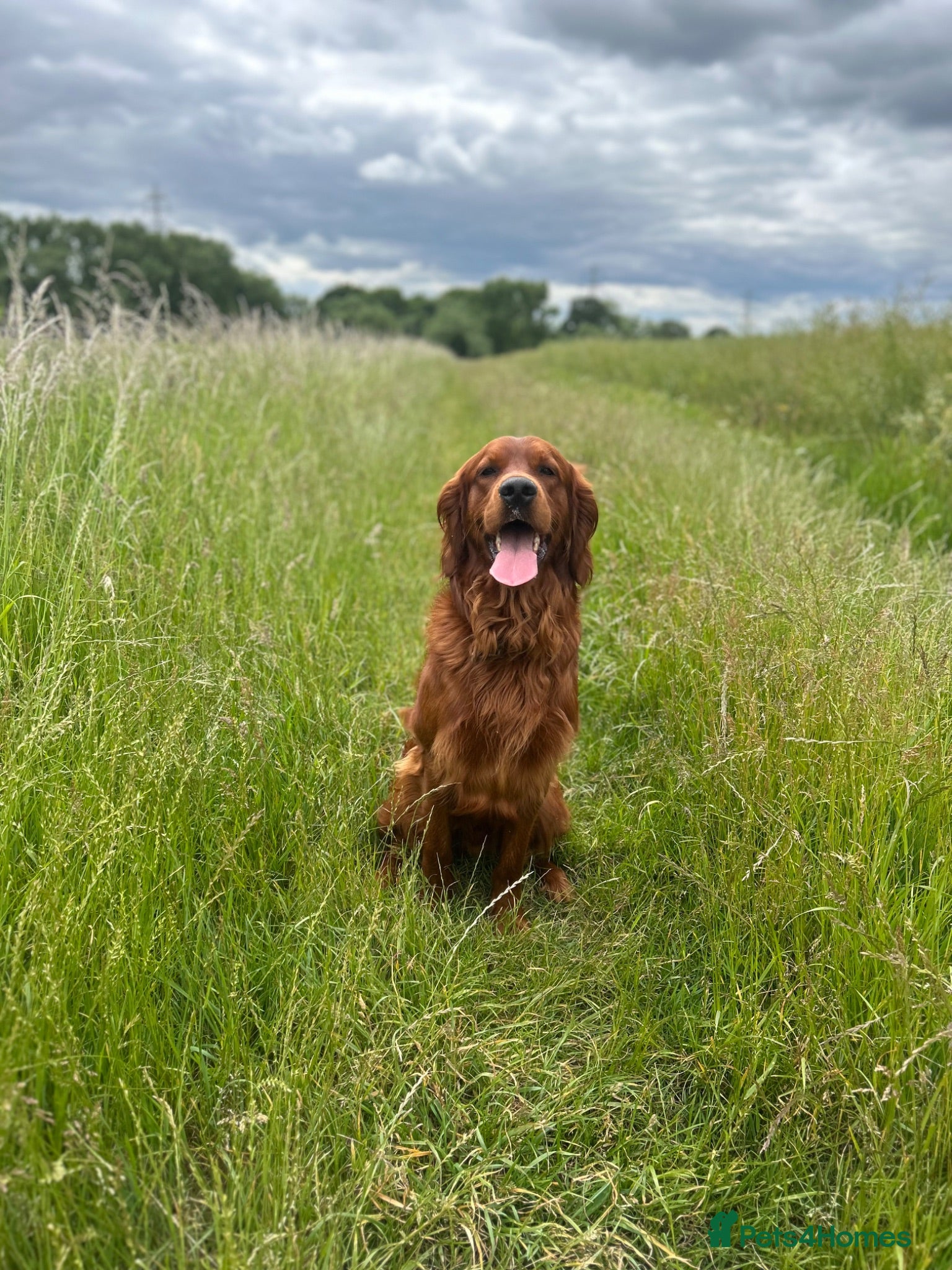 Mixed Breed dogs Golden Retriever x Irish Setter - Advert 1