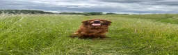 Mixed Breed dogs for stud: Golden Retriever x Irish Setter - Advert 1