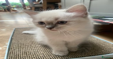 Ragdoll cats - Advert 4
