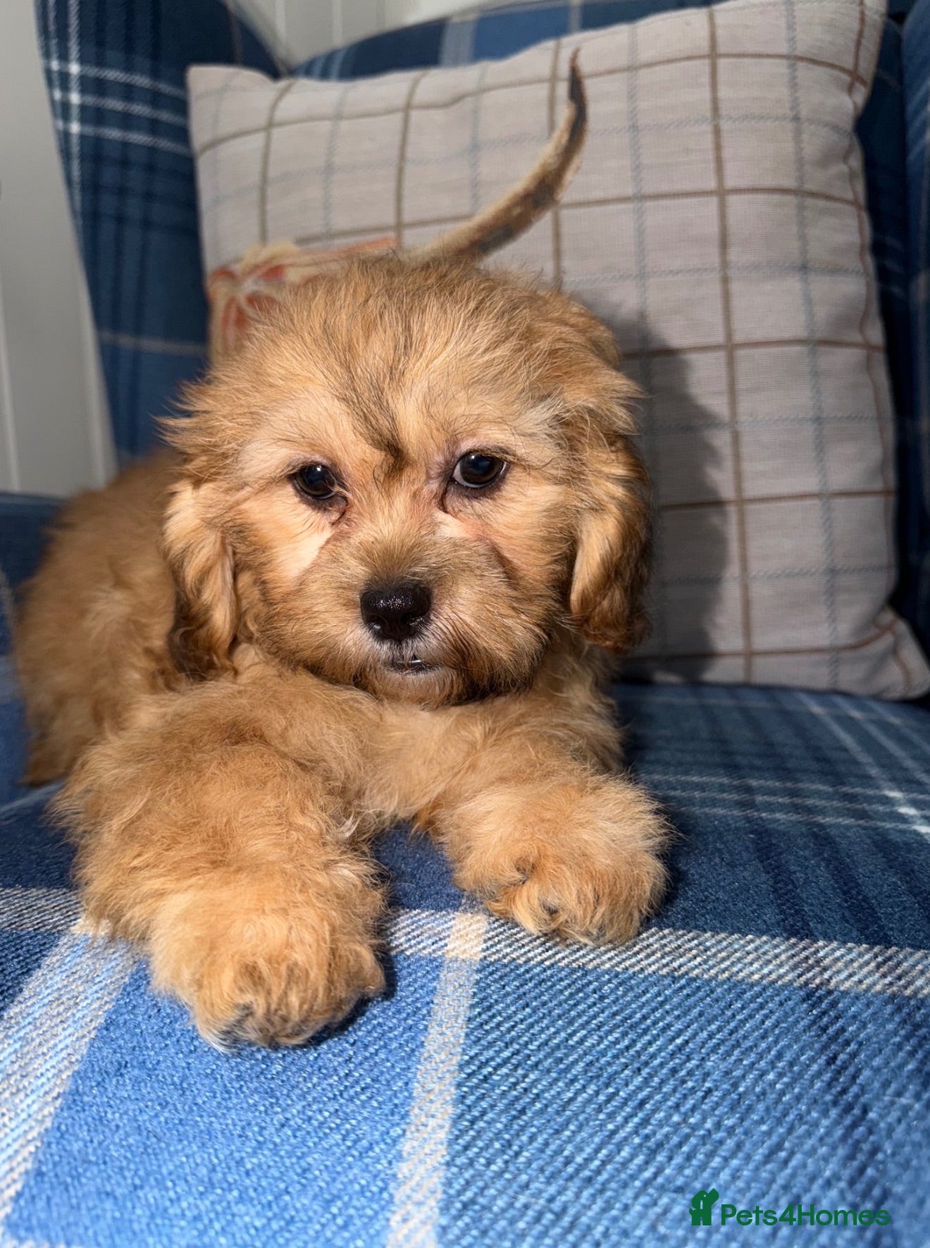 Shihpoo dogs 💜🧡💛Stunning Shihpoo Puppies Ready Now💛🧡💜 - Advert 1
