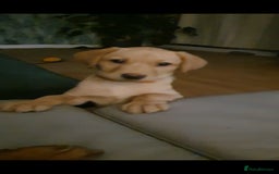 Labrador Retriever dogs for sale: 🌟Yellow Bitch KC Reg Pick of The Litter - Image 7