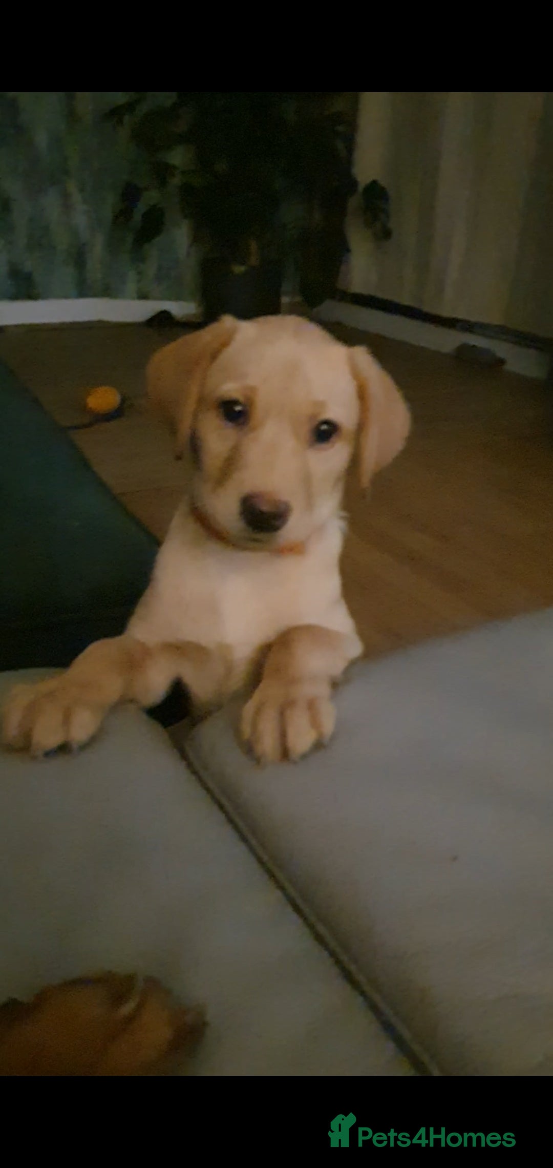 Labrador Retriever dogs for sale: 🌟Yellow Bitch KC Reg Pick of The Litter - Image 7