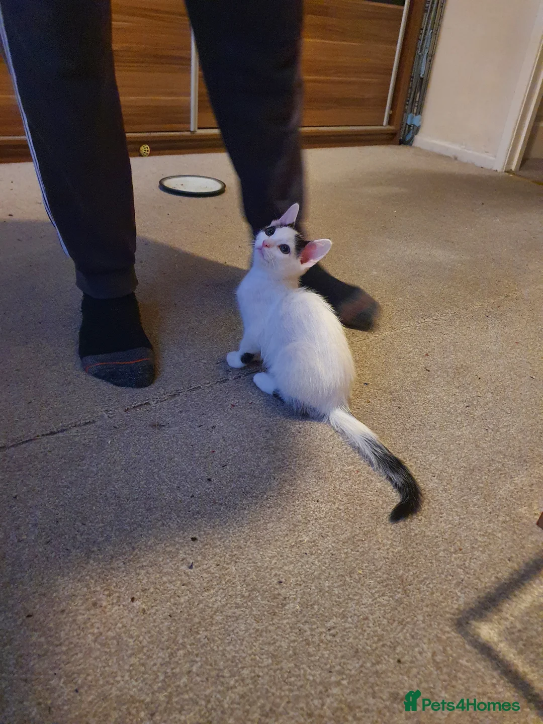 Mixed Breed cats for sale: Kitja - Advert 5