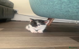 Mixed Breed cats for sale: Harlequin Mixed Breed Kittens  - Image 9