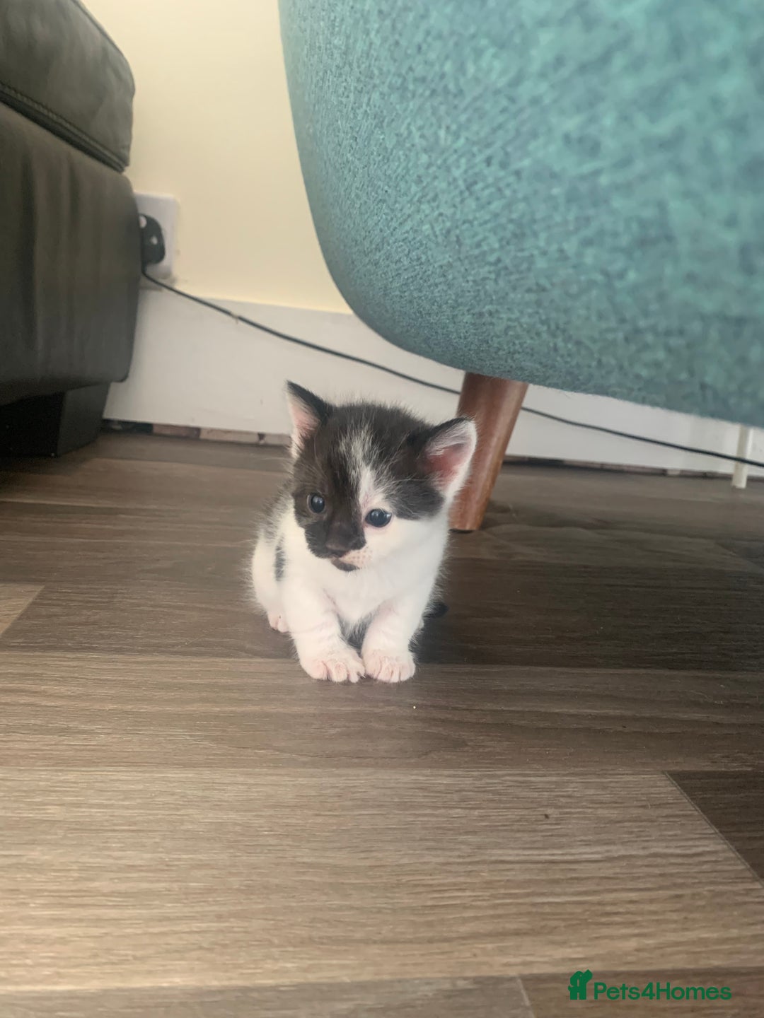 Mixed Breed cats for sale: Harlequin Mixed Breed Kittens  - Image 9