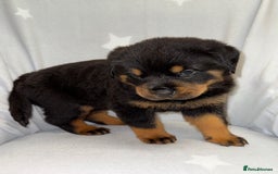 Rottweiler dogs for sale: **Stunning Rottweiler Puppies** - Image 11
