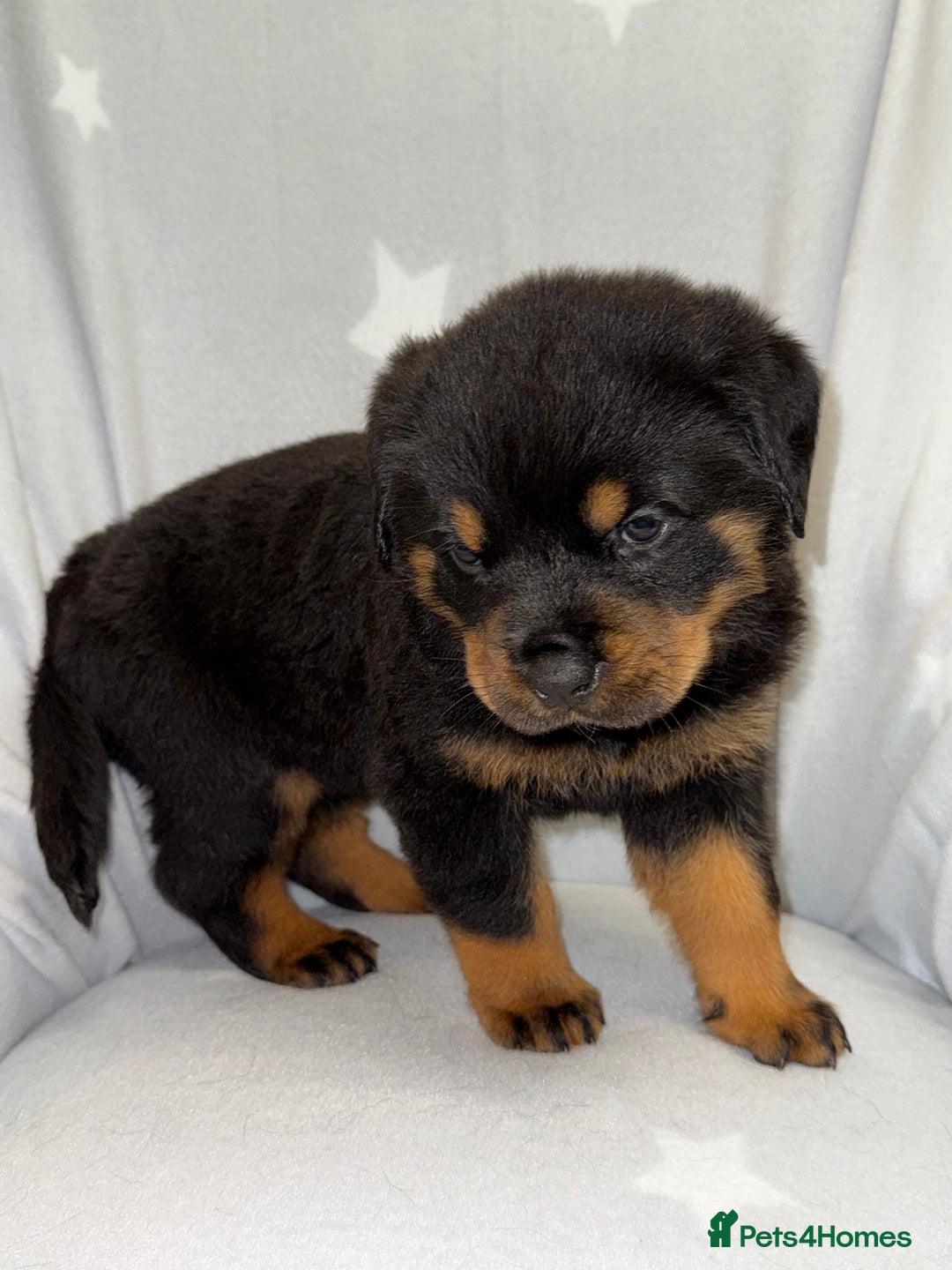 Rottweiler dogs for sale: **Stunning Rottweiler Puppies** - Image 11