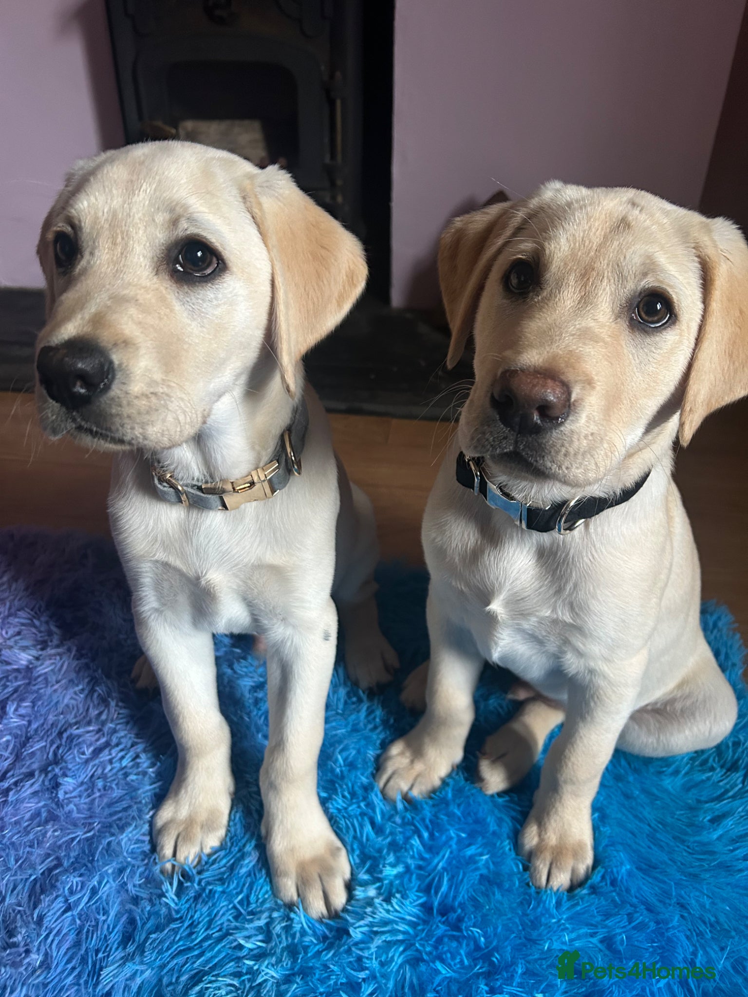 Labrador Retriever dogs for sale: KC Registered Labrador Puppies  - Advert 1