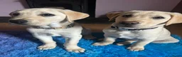 Labrador Retriever dogs for sale: KC Registered Labrador Puppies  - Advert 1