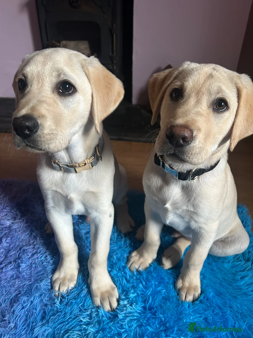 Labrador Retriever dogs for sale: KC Registered Labrador Puppies  - Advert 1