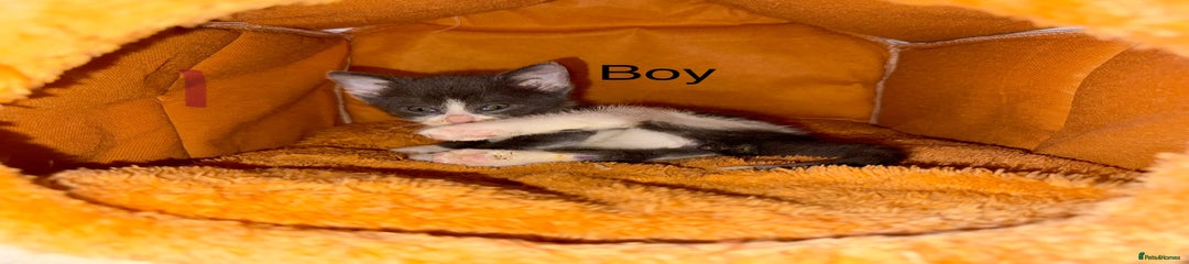 Mixed Breed Kitten 1
