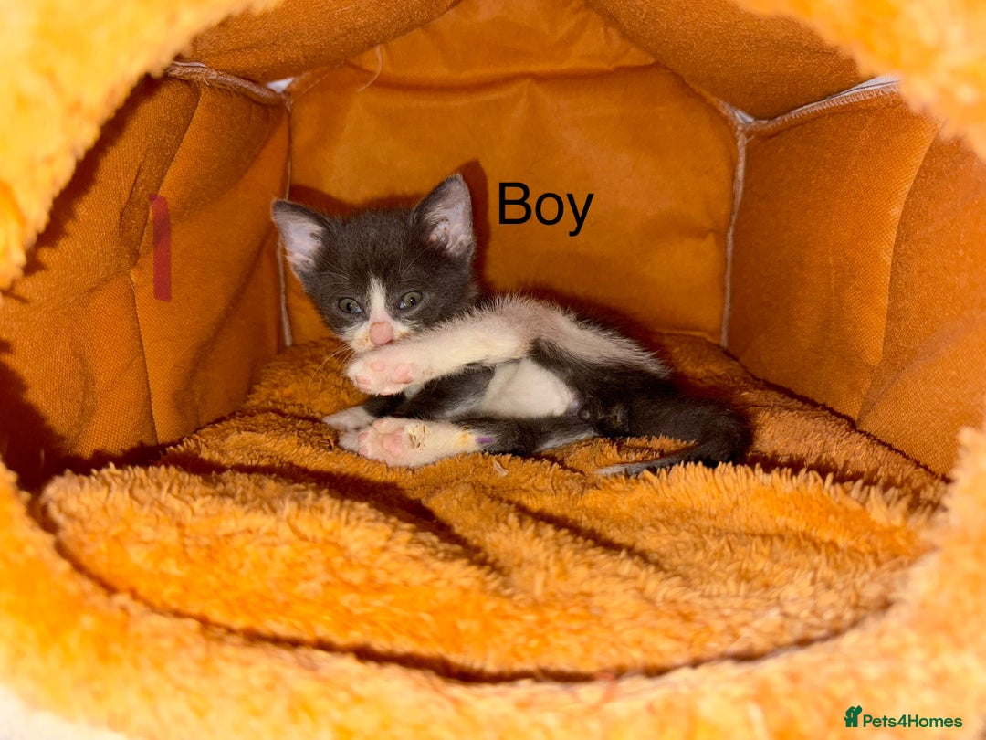 Mixed Breed cats for sale: 4 playful tuxedo kittens for sale - Image 2