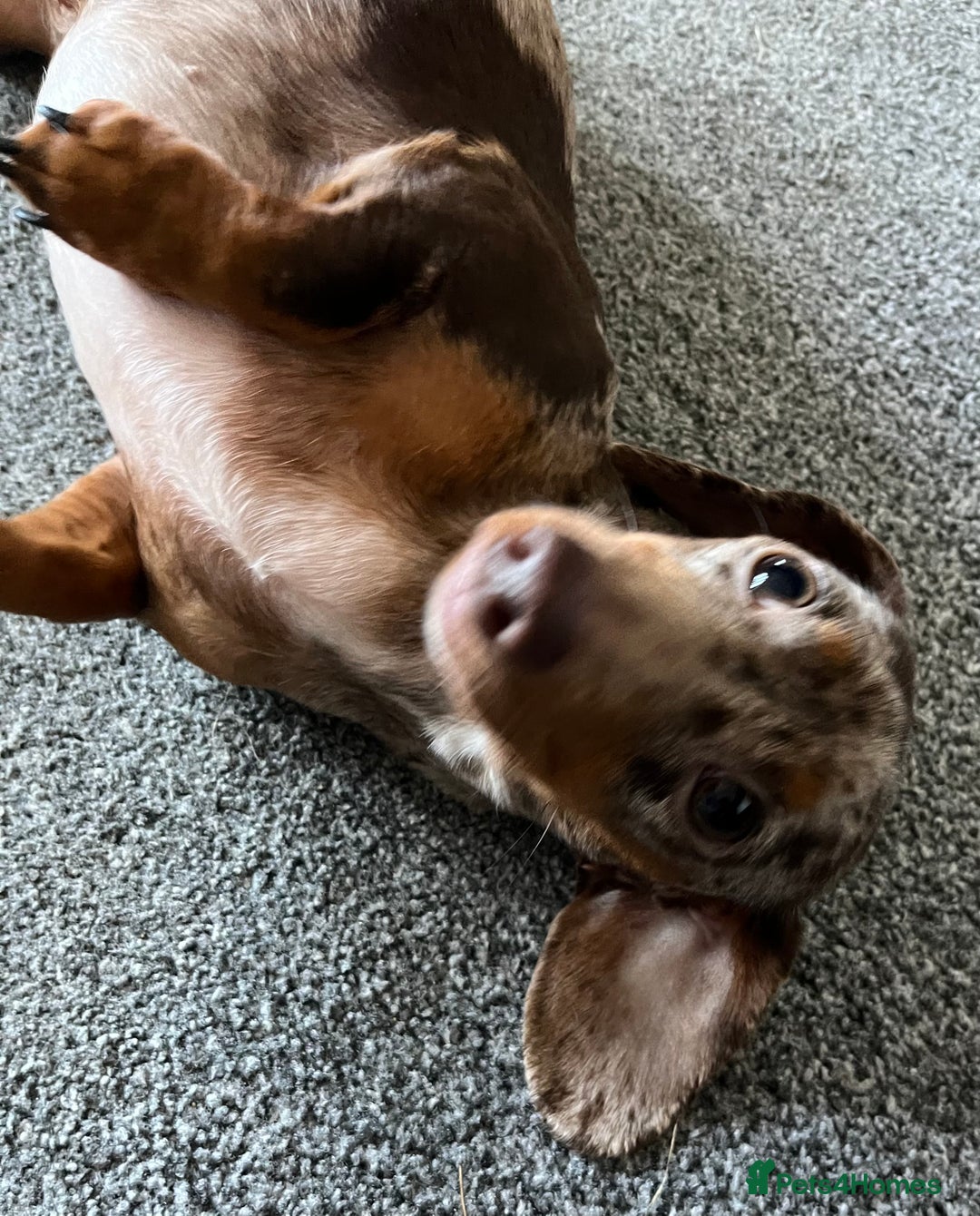 Miniature Dachshund dogs for sale: Kc pra clear Dachshund girl - Advert 8