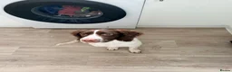 English Springer Spaniel dogs for sale: Male english springer spaniel  in Studley - Advert 6