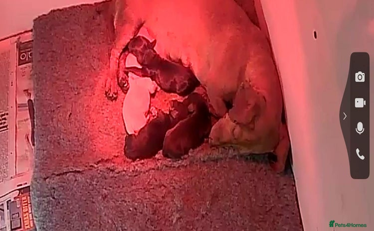 Miniature Dachshund dogs Kc registered smooth hair Miniature Dachshund’s - Advert 2