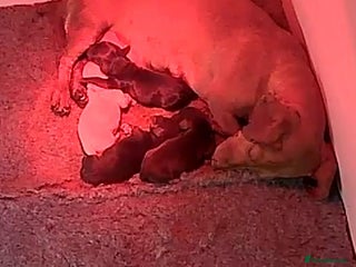 Miniature Dachshund dogs Kc registered smooth hair Miniature Dachshund’s - Advert 2