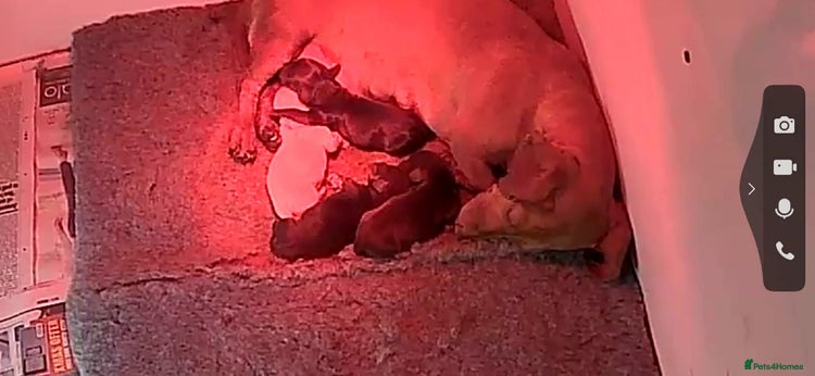 Miniature Dachshund dogs Kc registered smooth hair Miniature Dachshund’s - Advert 4