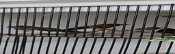Finches birds for sale: Only few Foreign finches left for sale  - Advert 5