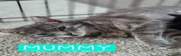 Mixed Breed cats for sale: 2 x Female kittens (ideally to go togther)  - Advert 7