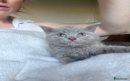British Shorthair cats for sale: British blue kittens  - Image 1