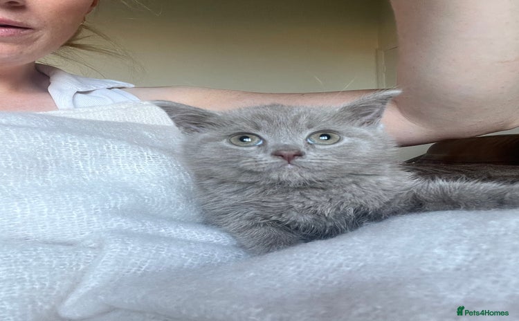 British Shorthair cats - Advert 7
