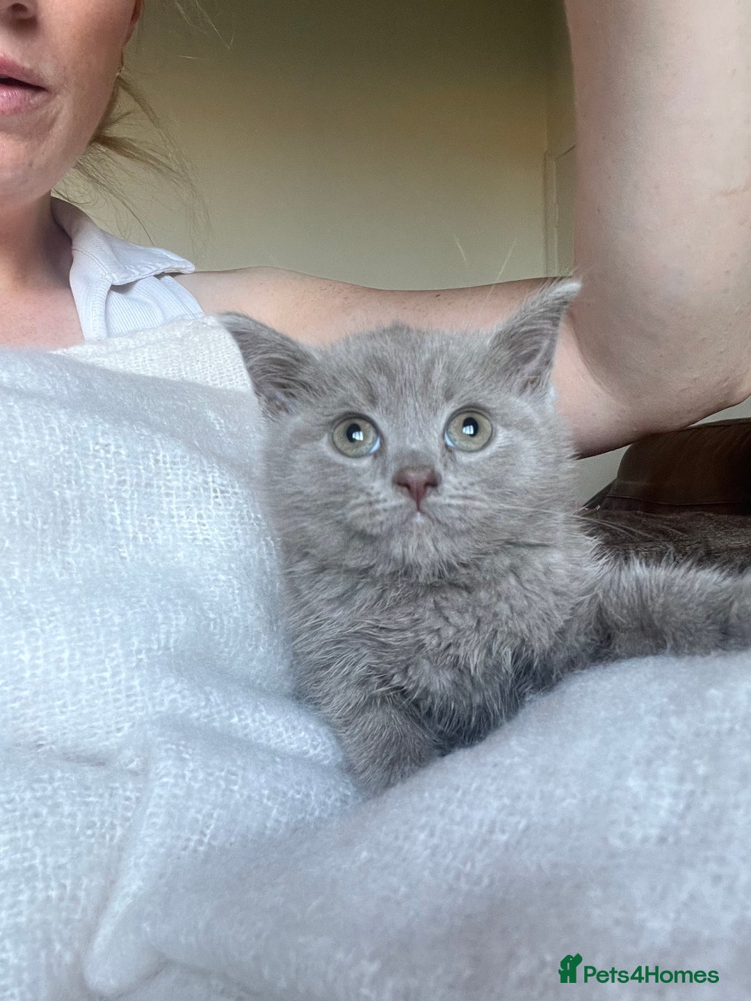 British Shorthair cats for sale: British blue kittens  - Image 1