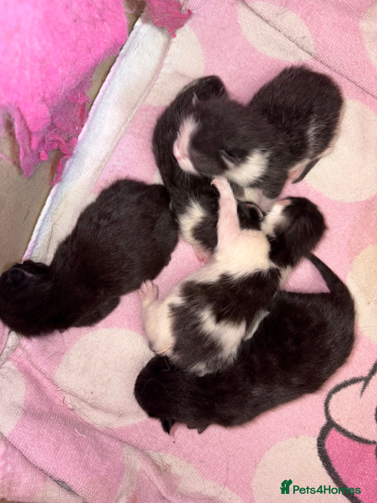 Mixed Breed cats for sale: Beautiful kittens  - Advert 4