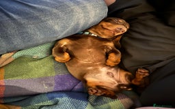 Dachshund dogs for stud: Standard Choc Dachshund, Reduced Fee Until Proven - Image 3