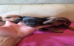 Dachshund dogs for sale: 3 miniature dachshund puppies  - Image 3