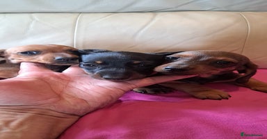 Dachshund dogs - Advert 11