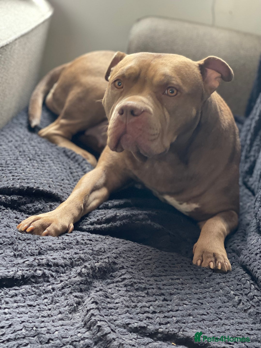 Mixed Breed dogs for sale: American bully/Pit x Rhodesian Ridgeback  - Advert 9