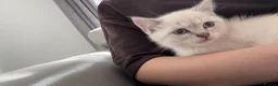 Scottish Fold cats for sale: Scottish Straight Kitten - 11 weeks old in Uxbridge - Advert 2