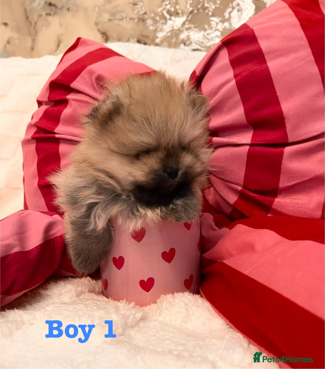 Pomeranian dogs for sale: Pomeranian Puppies looking for their new homes❤️ - Advert 10