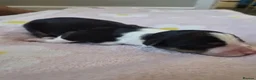 Border Collie dogs for sale: Border Collie puppies in Manchester - Advert 19