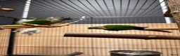 Parrots birds for sale: Green Cheek Conures - Advert 10
