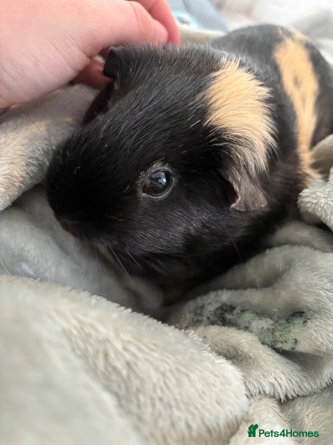Guinea Pig rodents for sale: Bonded female guinea pigs - Advert 6