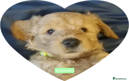 Labradoodle dogs for sale: Outstanding beautiful labradoodles F3b puppies - Image 21