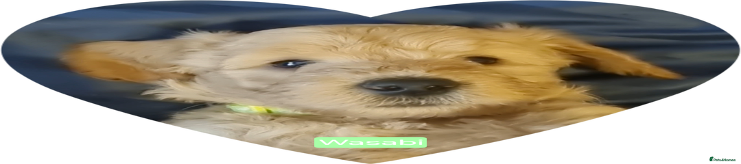 Wasabi