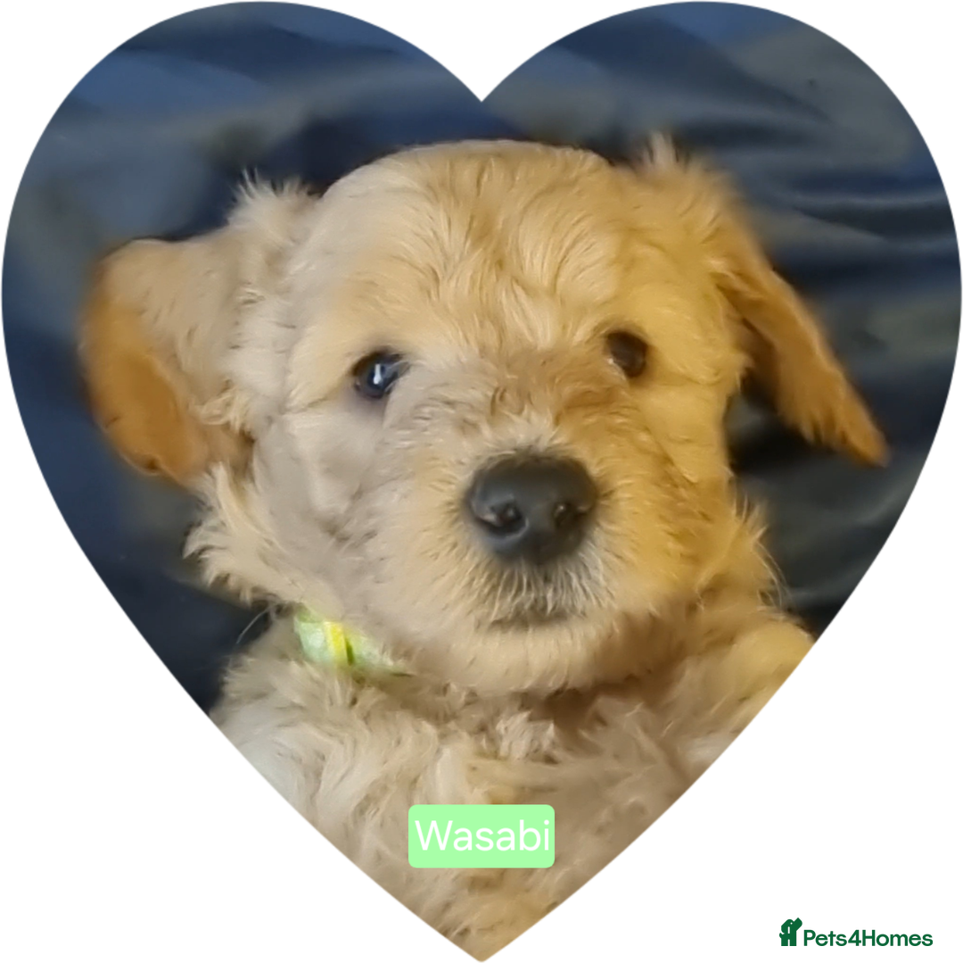 Labradoodle dogs for sale: Outstanding beautiful labradoodles F3b puppies - Image 21