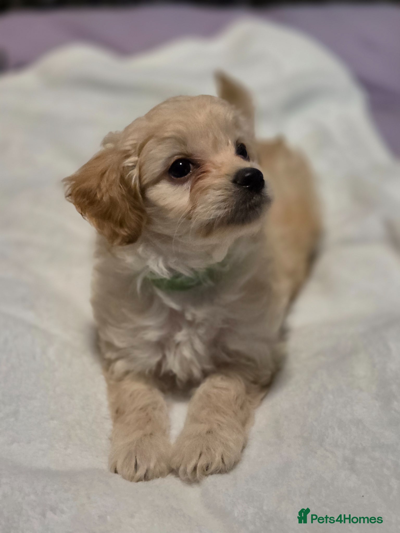 Chipoo dogs  Chihuahua x miniature poodles  - Advert 1
