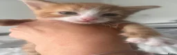 Mixed Breed cats for sale: 2male, 2 female kittens - Advert 7